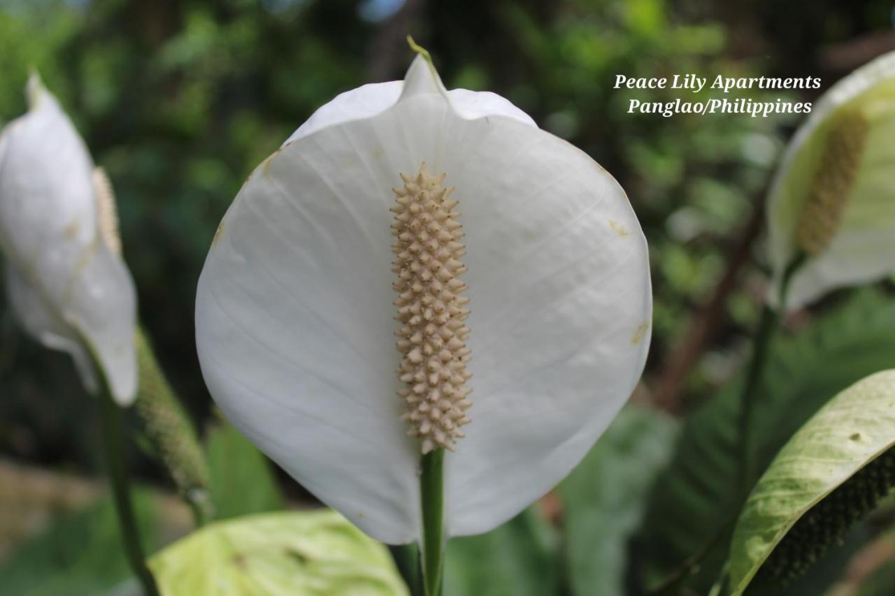 Peace Lily Studio Apartments Đảo Panglao Ngoại thất bức ảnh
