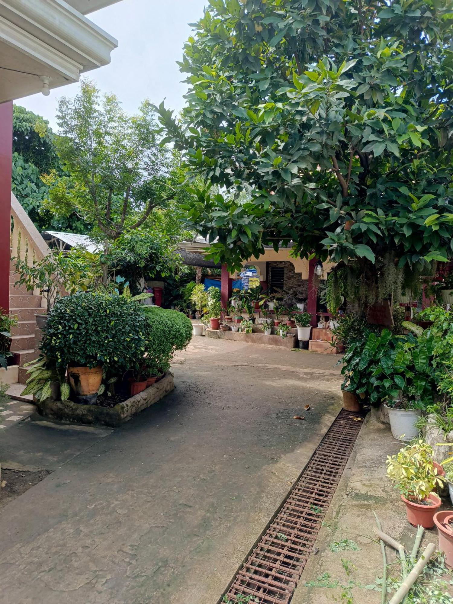 Peace Lily Studio Apartments Đảo Panglao Ngoại thất bức ảnh